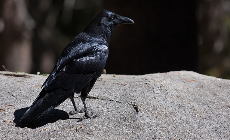 Riesiger Rabe im Yosemite